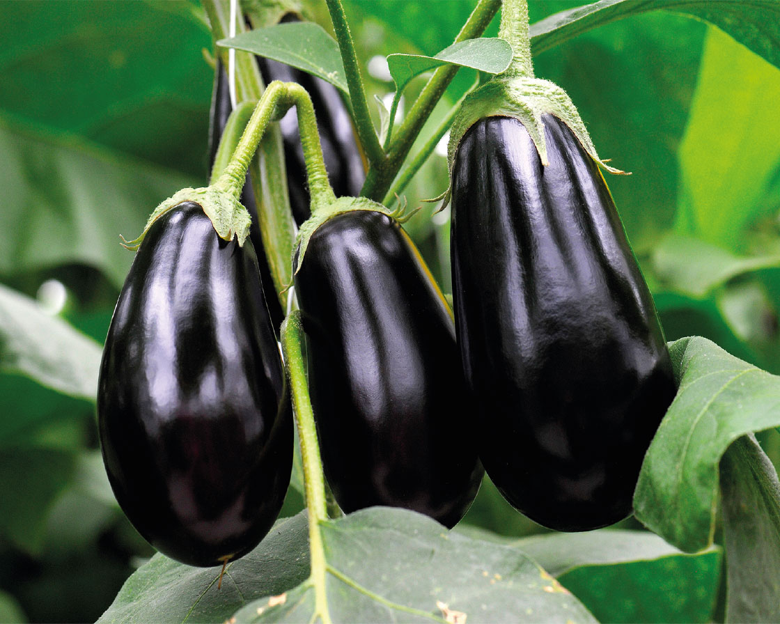 Eggplant